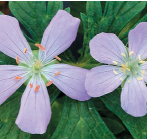 New Paper: Mineral Nutrition and Gynodioecy in Geranium