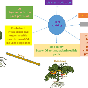 New Paper: Review of Grafting Approaches in Plant Cadmium Research